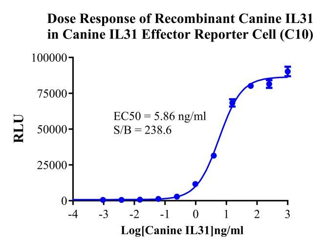 HEK293 Canine IL31 Effector Reporter Cell