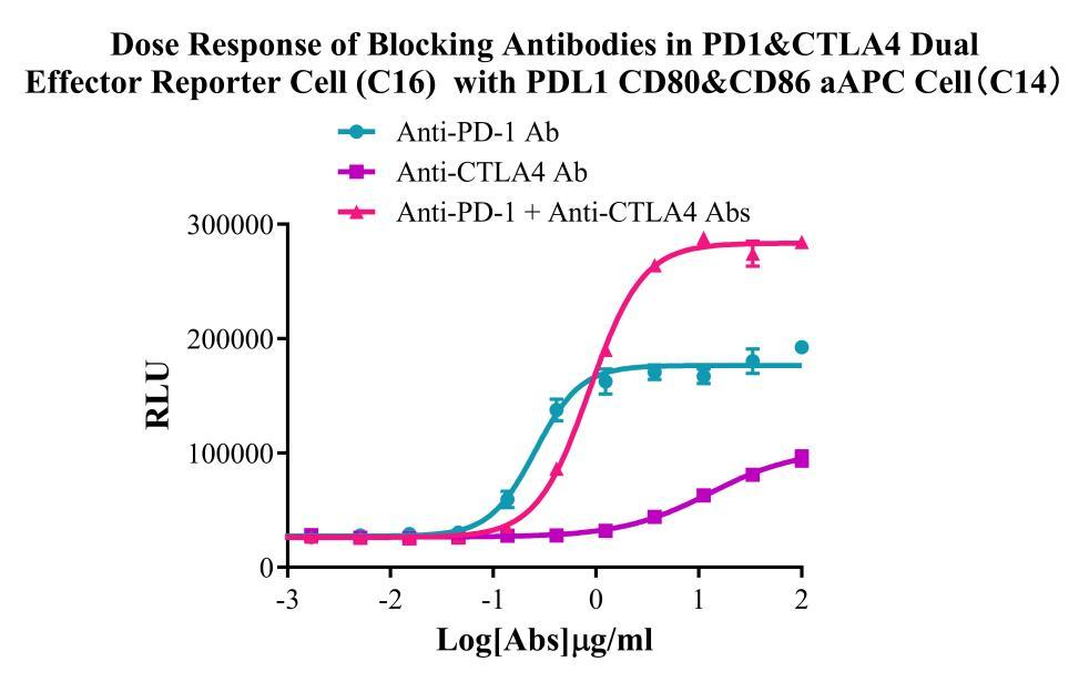 Raji Human PDL1 CD80&CD86 aAPC Cell