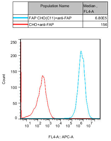 CHO-K1 Human FAP Cell