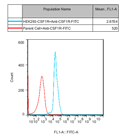 HEK293 Human CSF1R Cell