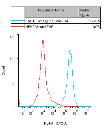 HEK293 Human FAP Cell