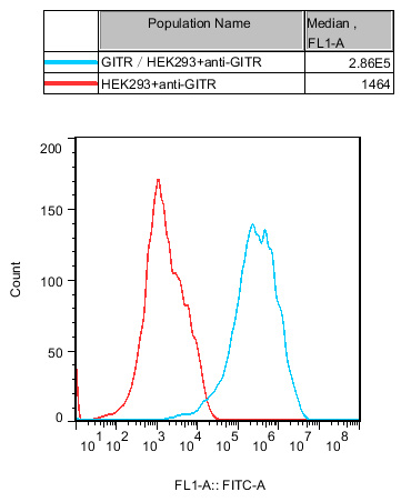 HEK293 Human GITR Cell