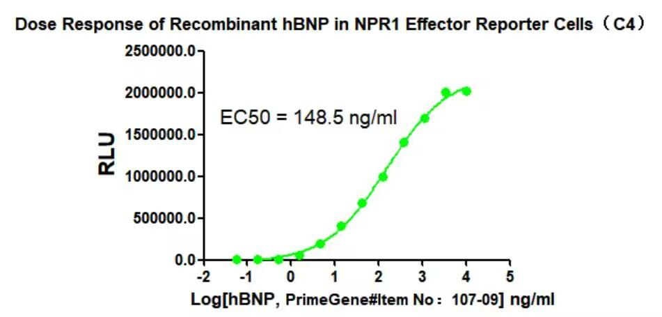 HEK293 Human BNP/NPR1 Effector Reporter Cell