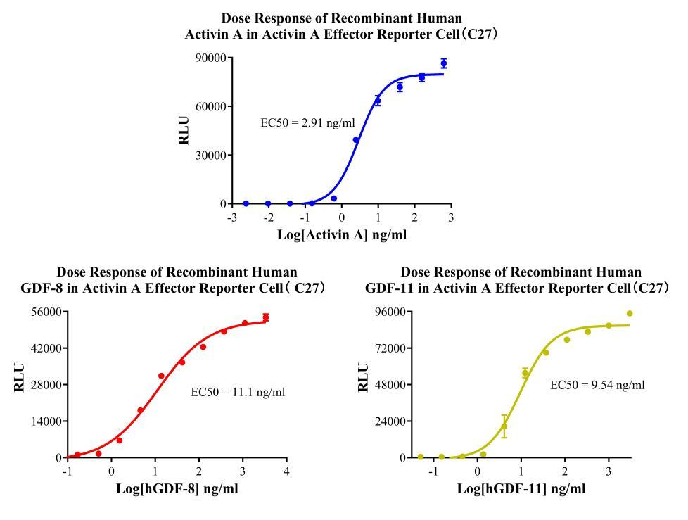 HEK293 Human Activin A Effector Reporter Cell