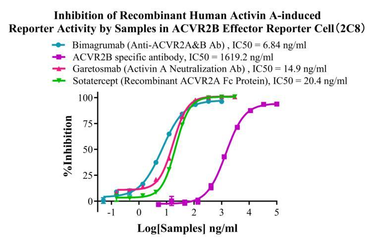 HEK293 Human ACVR2B Effector Reporter Cell