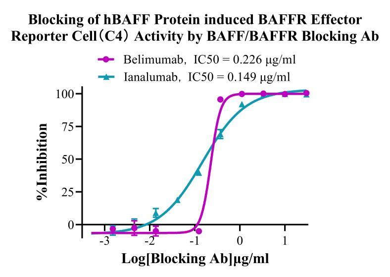 Jurkat E6.1 Human BAFFR Effector Reporter Cell