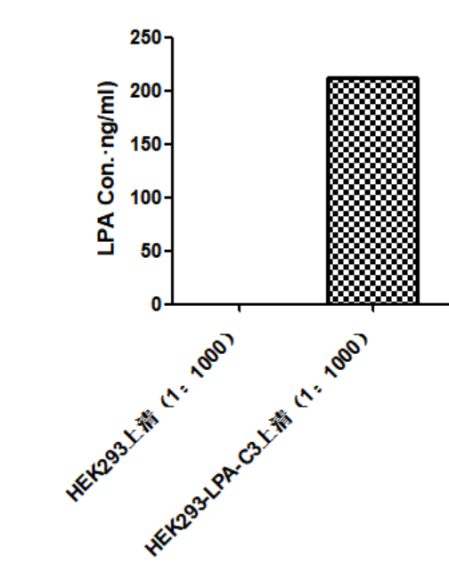 HEK293 Human LPA Cell