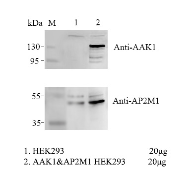 HEK293 Human AAK1/AP2M1 Cell
