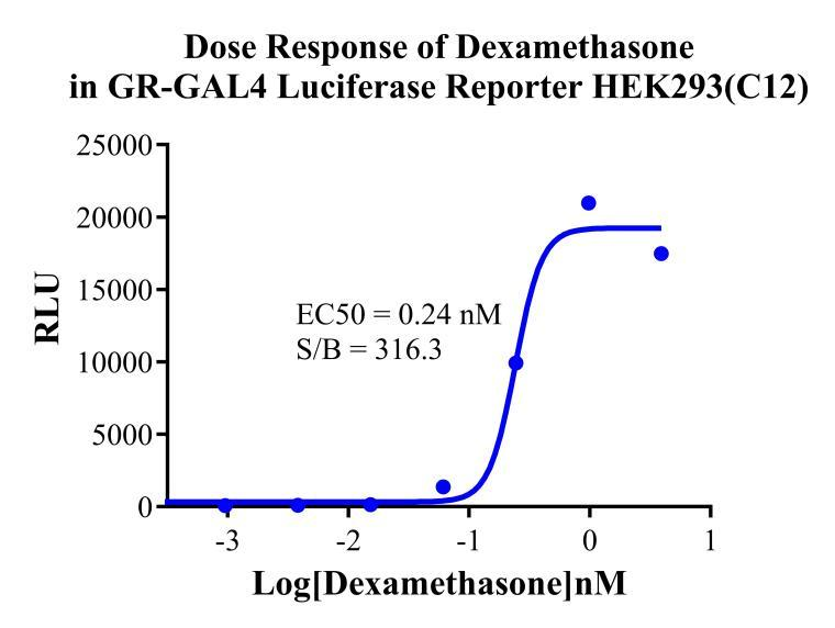 HEK293 Human GR-GAL4 Luciferase Reporter Cell