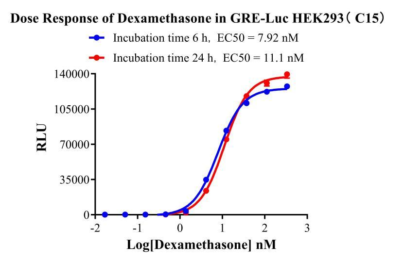 HEK293 GRE-Luc Reporter Cell