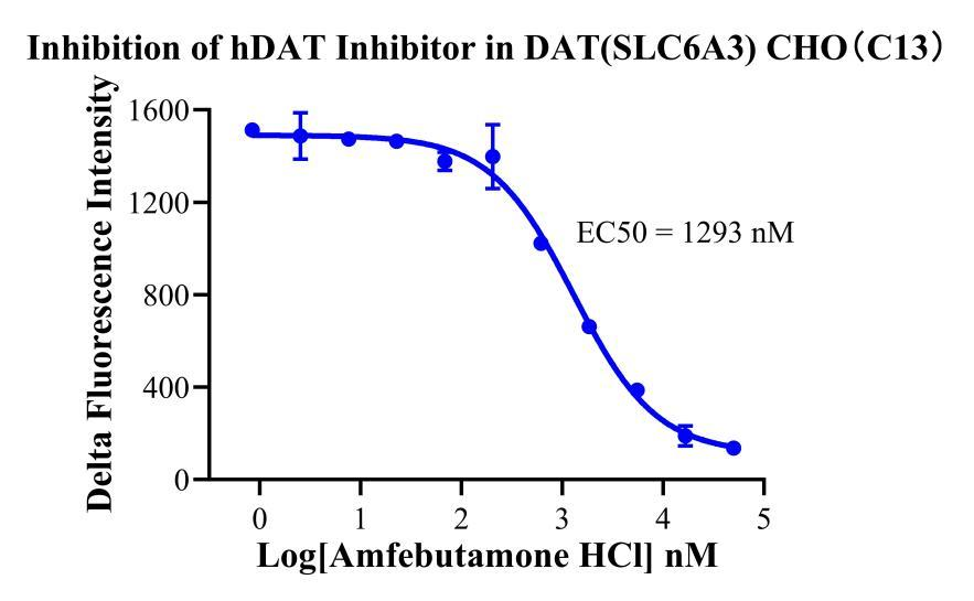 CHO-K1 Human DAT(SLC6A3)  Cell