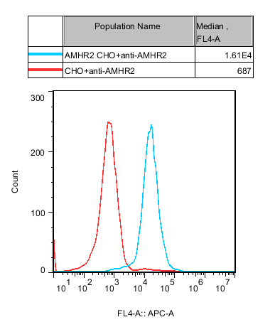 CHO-K1 Human AMHR2 Cell