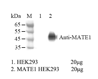 HEK293 Human MATE1 Cell