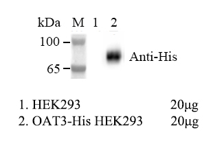 HEK293 Human OAT3-His Cell