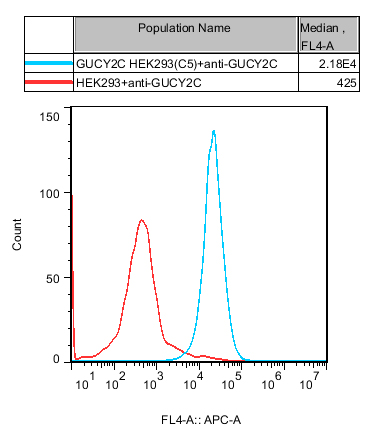 HEK293 Human GUCY2C Cell