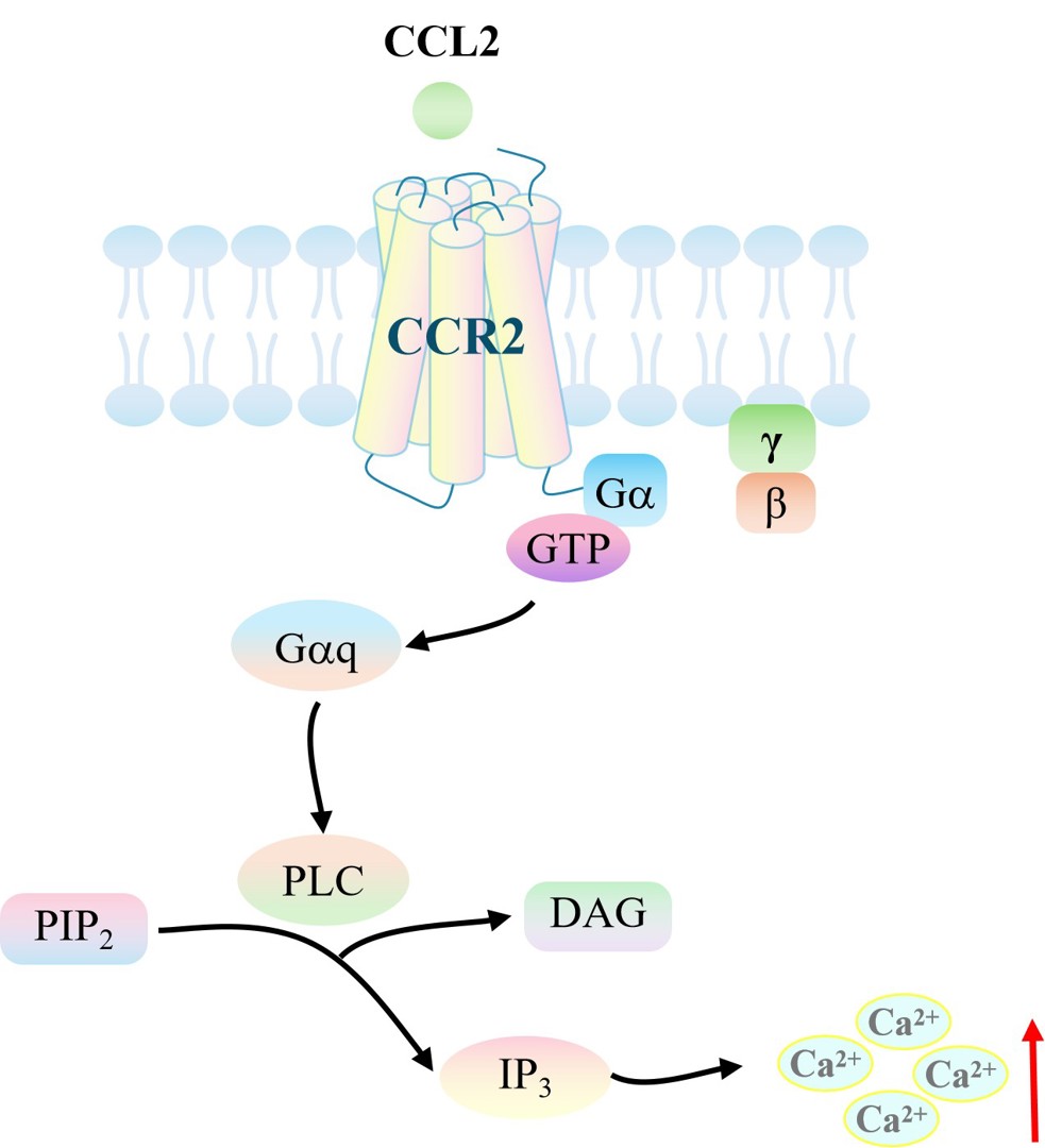 CHO-K1 Human CCR2 Gα15 Cell Line