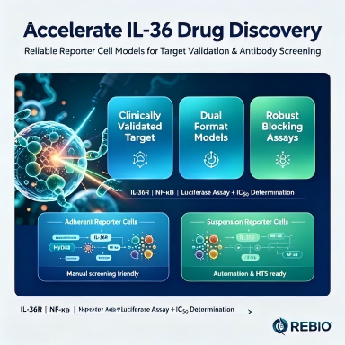 IL36/IL-36R Signaling Model 