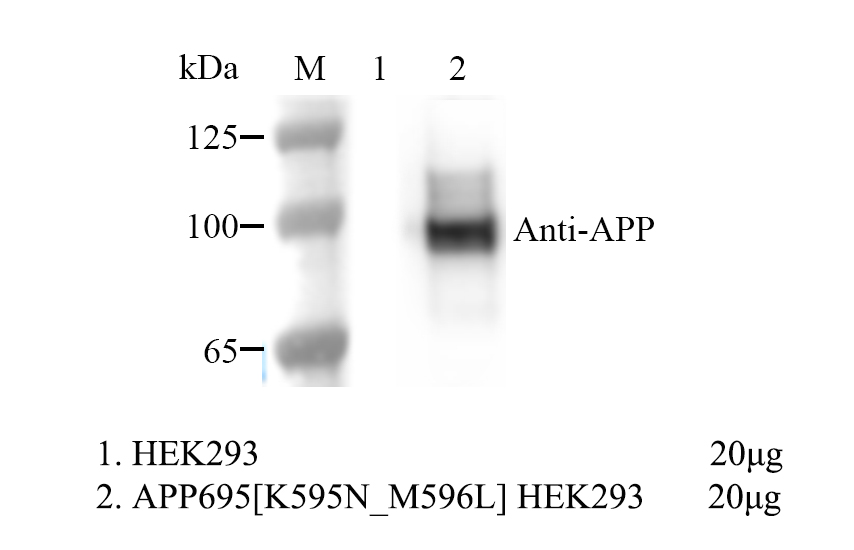 HEK293 Human APP695 [K595N_MP596L] Cell 