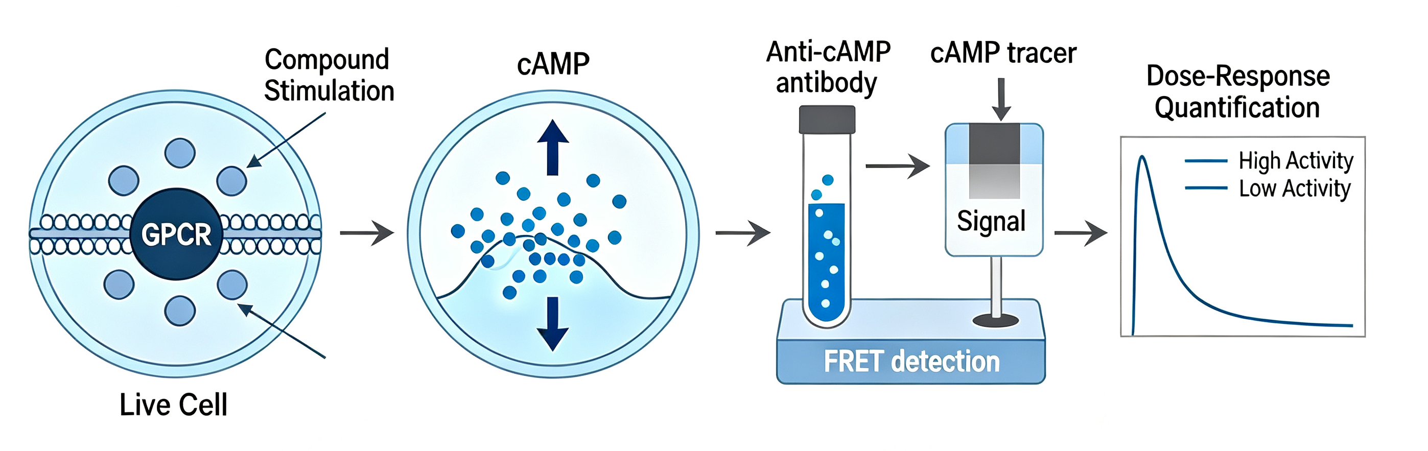 cAMP检测图.png Cell-based cAMP assays
