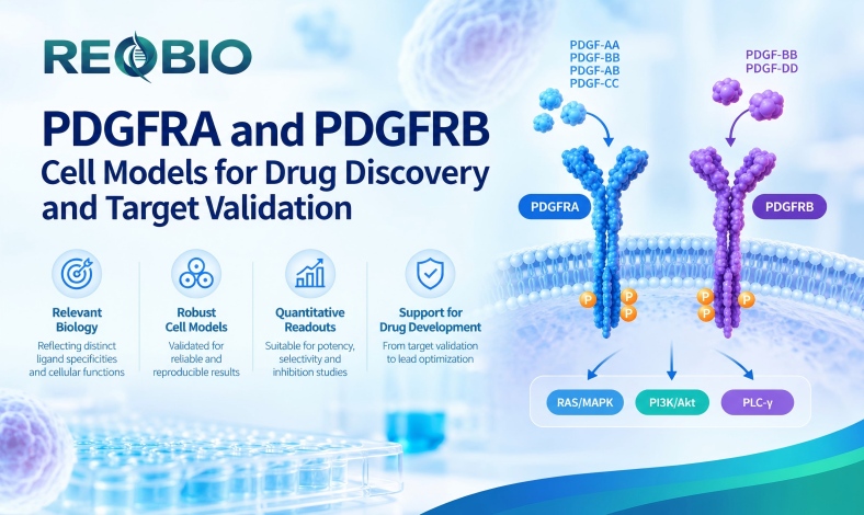 PDGFRA and PDGFRB Cell Models-Reqbio 