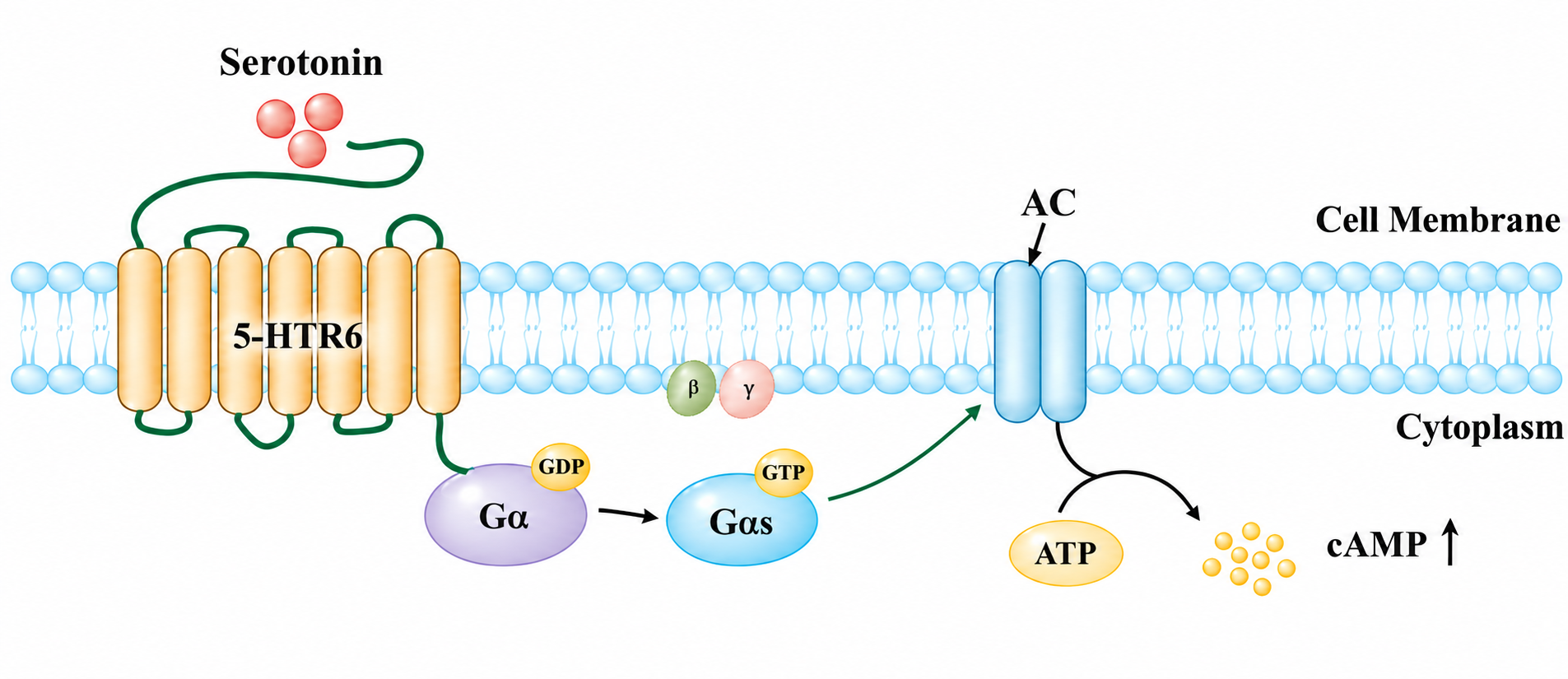 细胞株原理图.png Schematic diagram of the 5-HTR6 HEK293 cell model