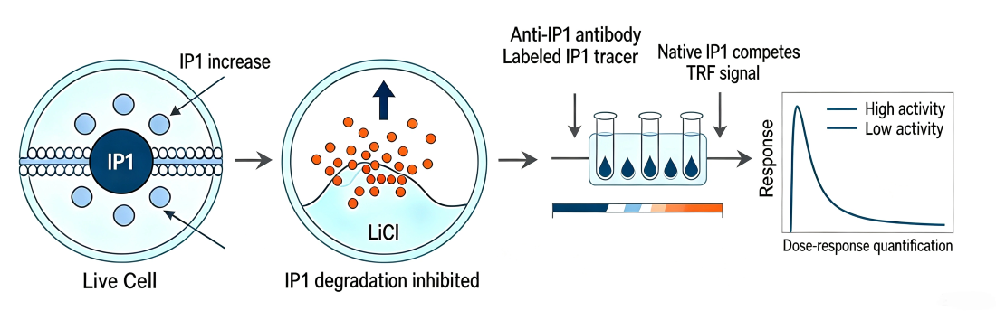 IP1‑HTRF assay schematic diagram, live‑cell IP1 accumulation inhibited by LiCl, competitive TRF detection for GPCR dose‑response quantification