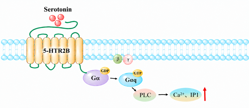 Schematic diagram illustrating G&alpha;q signaling pathway activated by serotonin‑bound 5‑HTR2B GPCR receptor, PLC activation triggering intracellular Ca&sup2;⁺ and IP1 elevation across cell membrane