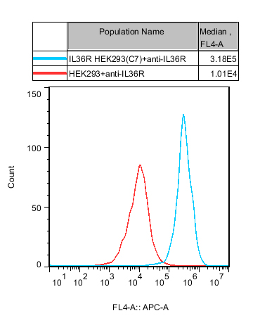HEK293 Human IL36R Cell