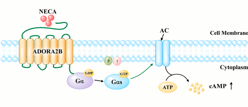 ADORA2B Gs‑coupled signaling pathway diagram, agonist NECA activates ADORA2B receptor, triggers Gαs‑AC cascade to elevate intracellular cAMP level ADORA2B Gs‑coupled signaling pathway diagram, agonist NECA activates ADORA2B receptor, triggers Gαs‑AC cascade to elevate intracellular cAMP level