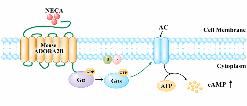 Mouse ADORA2B Gs‑coupled signaling pathway diagram, agonist NECA activates mouse ADORA2B receptor, triggers Gαs‑AC cascade to raise intracellular cAMP Mouse ADORA2B Gs‑coupled signaling pathway diagram, agonist NECA activates mouse ADORA2B receptor, triggers Gαs‑AC cascade to raise intracellular cAMP
