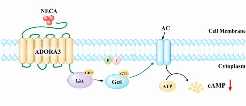 ADORA3 GPCR signaling diagram: NECA binds ADORA3, activates Gi protein, inhibits adenylate cyclase and reduces intracellular cAMP ADORA3 GPCR signaling diagram: NECA binds ADORA3, activates Gi protein, inhibits adenylate cyclase and reduces intracellular cAMP