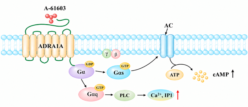 ADRA1A GPCR signaling schematic: agonist A-61603 activates ADRA1A, triggering Gq and Gs pathways to elevate calcium, IP1 and cAMP ADRA1A GPCR signaling schematic: agonist A-61603 activates ADRA1A, triggering Gq and Gs pathways to elevate calcium, IP1 and cAMP