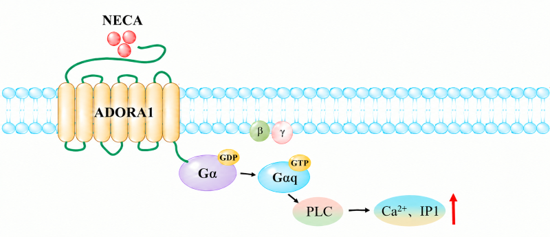 ADORA1 receptor signaling pathway diagram: NECA agonist binds ADORA1, activates G&alpha;q, triggers PLC, increases intracellular Ca&sup2;⁺ and IP1.