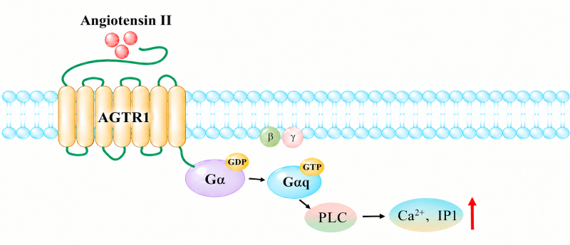 AGTR1 receptor signaling diagram, agonist Angiotensin II binds AGTR1, activates Gαq-PLC pathway, increases IP1 and intracellular Ca²⁺. AGTR1 receptor signaling diagram, agonist Angiotensin II binds AGTR1, activates Gαq-PLC pathway, increases IP1 and intracellular Ca²⁺.
