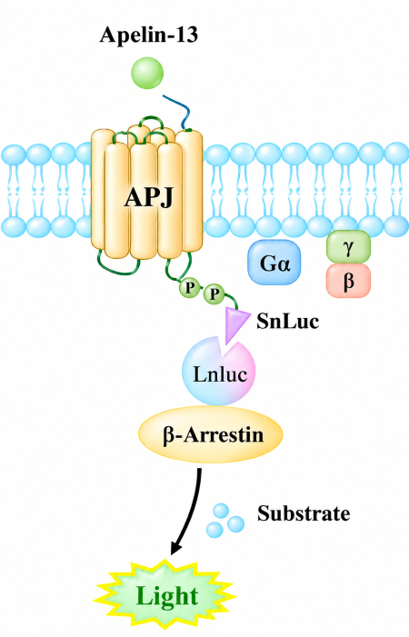 APJ &beta;-arrestin recruitment assay diagram, Apelin-13 activates APJ receptor, inducing &beta;-arrestin binding and NanoLuc luciferase complementation to produce light signal.