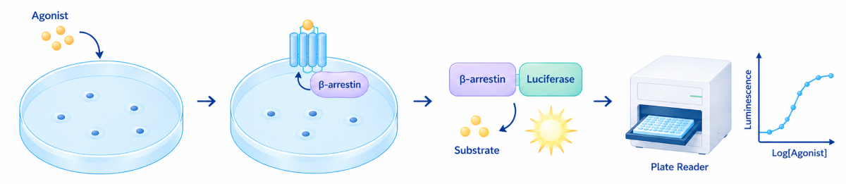 Schematic diagram of &beta;-arrestin recruitment assay for GPCR, agonist triggers &beta;-arrestin recruitment and luciferase complementation, luminescence detected by plate reader for dose-response curve.