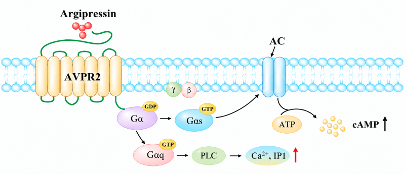 Schematic of AVPR2 signaling pathway. Argipressin binds AVPR2, activates G&alpha;s and G&alpha;q, triggering cAMP elevation, IP1 accumulation and intracellular calcium increase.