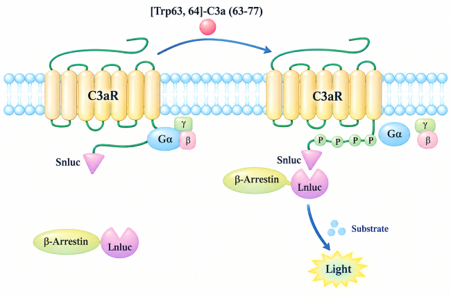 Schematic of C3aR &beta;-arrestin signaling assay. [Trp63,64]-C3a(63-77) stimulates C3aR to recruit &beta;-arrestin and produce luminescence signal.