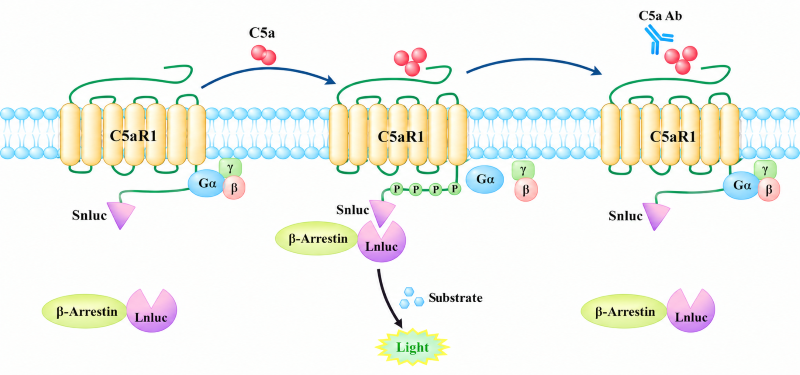 Schematic showing C5a triggers &beta;-arrestin recruitment to C5aR1, and C5a antibody blocks this activation