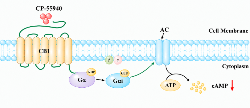 Schematic diagram showing CP-55940 activates CB1 receptor, coupling to Gi and inhibiting adenylate cyclase to reduce intracellular cAMP Schematic diagram showing CP-55940 activates CB1 receptor, coupling to Gi and inhibiting adenylate cyclase to reduce intracellular cAMP