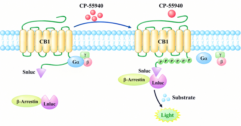 Schematic diagram of CP-55940 induced CB1 receptor phosphorylation and β-arrestin recruitment, detected via split luciferase assay Schematic diagram of CP-55940 induced CB1 receptor phosphorylation and β-arrestin recruitment, detected via split luciferase assay