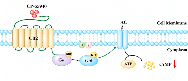 Schematic diagram showing CP-55940 activates CB2 receptor, coupling to Gi and inhibiting adenylate cyclase to reduce intracellular cAMP