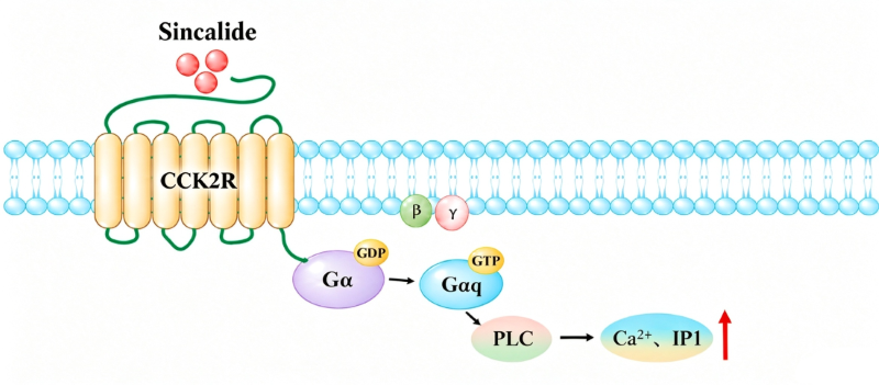 Schematic diagram of CCK2R signaling pathway. Sincalide binds CCK2R, activates G&alpha;q-PLC pathway, increases IP1 and intracellular Ca&sup2;⁺.