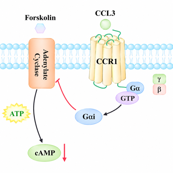 Schematic diagram of CCR1 signaling pathway. CCL3 binds CCR1, activates G&alpha;i, inhibits adenylate cyclase and reduces cAMP.