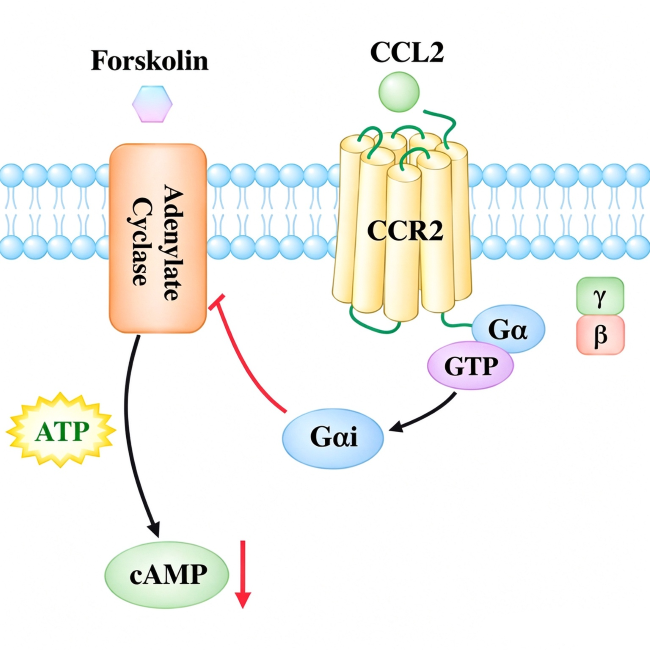 Schematic diagram: CCL2 binds CCR2 receptor, activates G&alpha;i to inhibit adenylate cyclase, reducing intracellular cAMP level. Forskolin stimulates adenylate cyclase for cAMP production.