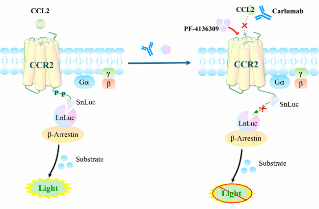 Schematic of split luciferase &beta;-arrestin recruitment assay: CCL2 activates CCR2 to recruit &beta;-arrestin and generate luminescence; PF-4136309 or Carlumab blocks this signal.