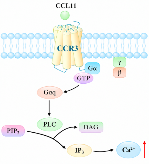 Schematic: CCL11 binds CCR3, activates G&alpha;q-PLC pathway, generates IP3/DAG and triggers intracellular calcium mobilization.