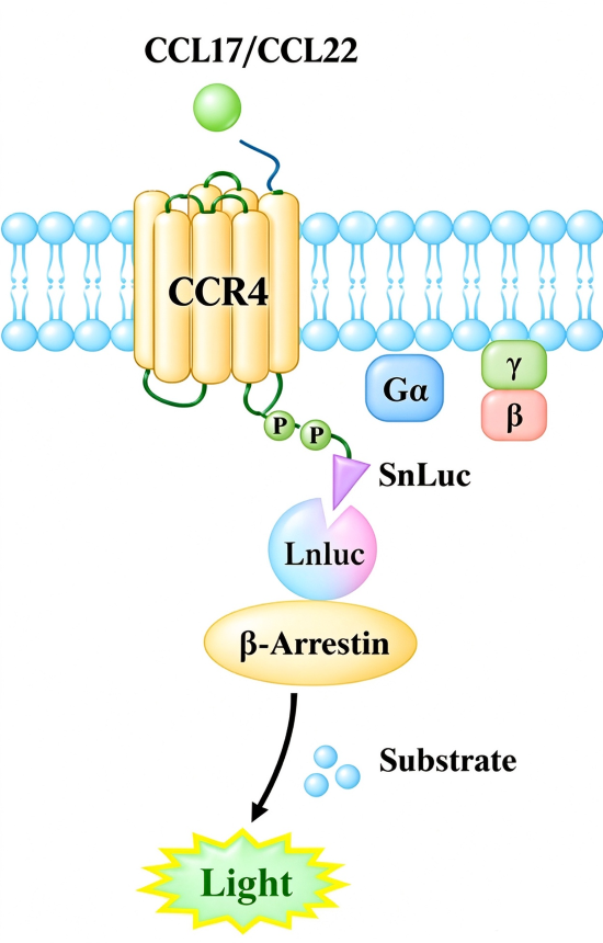 Schematic of split luciferase β-arrestin recruitment assay: CCL17 or CCL22 binds CCR4 receptor, induces β-arrestin recruitment and generates luminescent signal. Schematic of split luciferase β-arrestin recruitment assay: CCL17 or CCL22 binds CCR4 receptor, induces β-arrestin recruitment and generates luminescent signal.