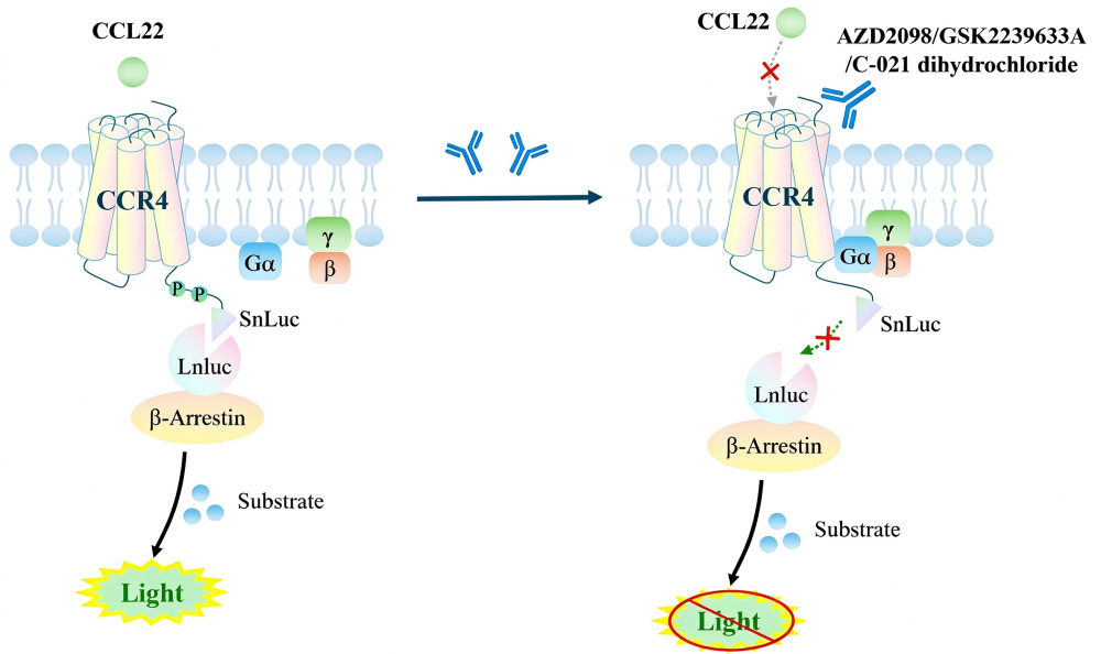 Schematic of split luciferase &beta;-arrestin recruitment assay for CCR4: CCL22 induces &beta;-arrestin recruitment and luminescence; antagonist AZD2098/GSK2239633A/C-021 dihydrochloride blocks this response.