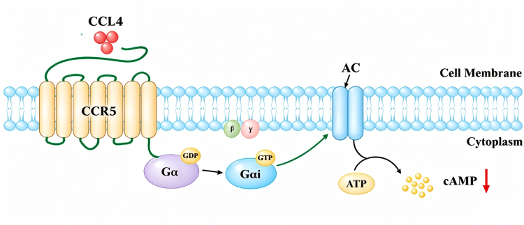 Schematic diagram showing CCL4 binds to CCR5 receptor, activates G&alpha;i protein, inhibits adenylate cyclase (AC), and reduces intracellular cAMP level.